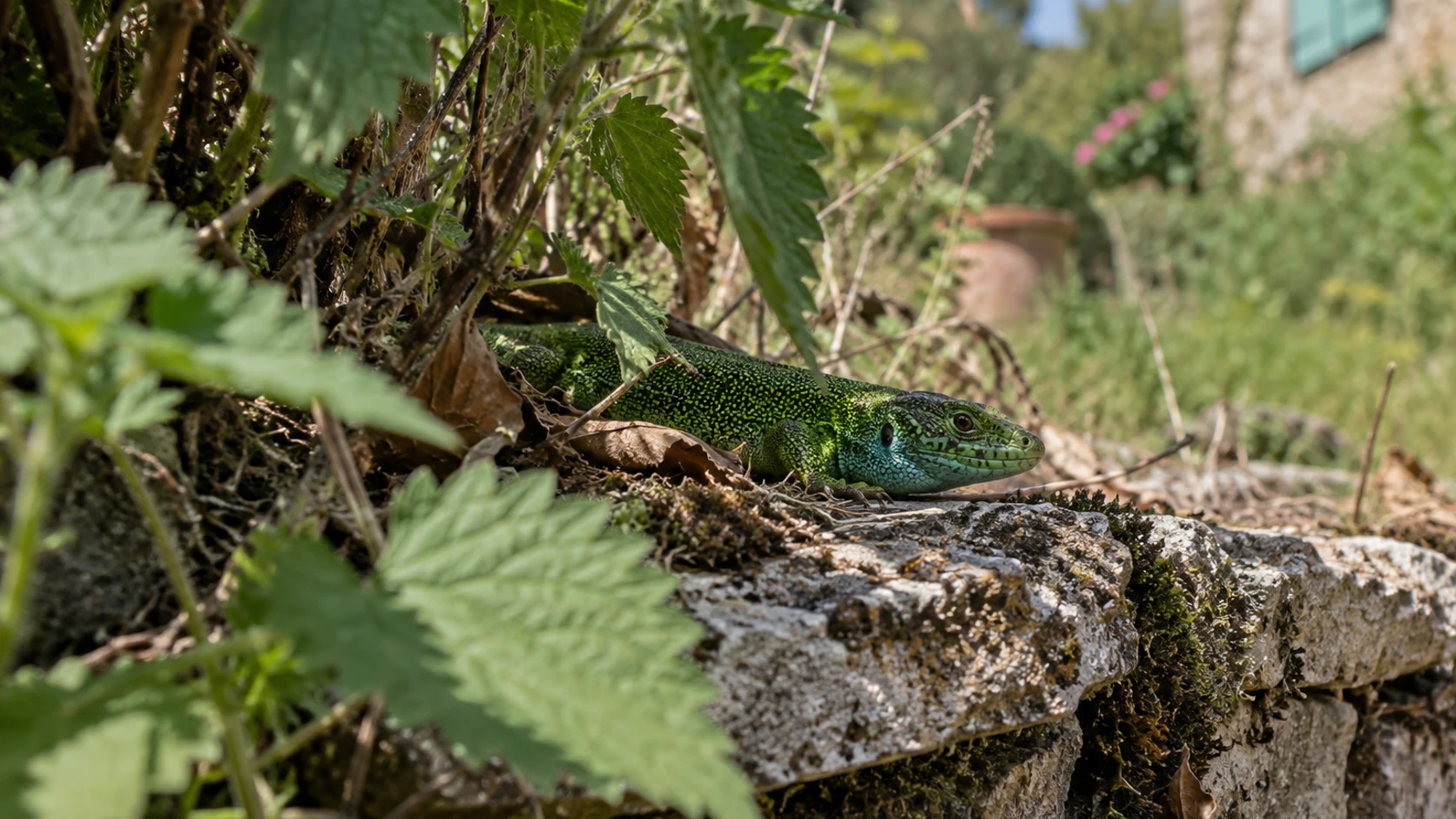 Le lézard vert : les secrets d’une émeraude au jardin