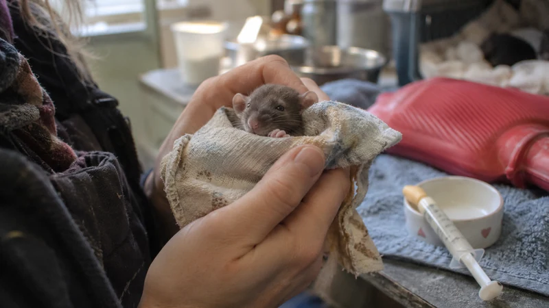 Comment prendre soin d’un bebe rat et assurer sa survie
