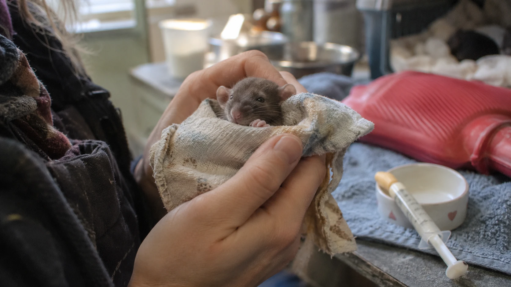 Comment prendre soin d’un bebe rat et assurer sa survie