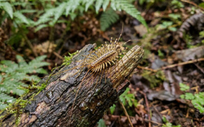 Le secret des mille-pattes : nos discrets hôtes de l&rsquo;ombre